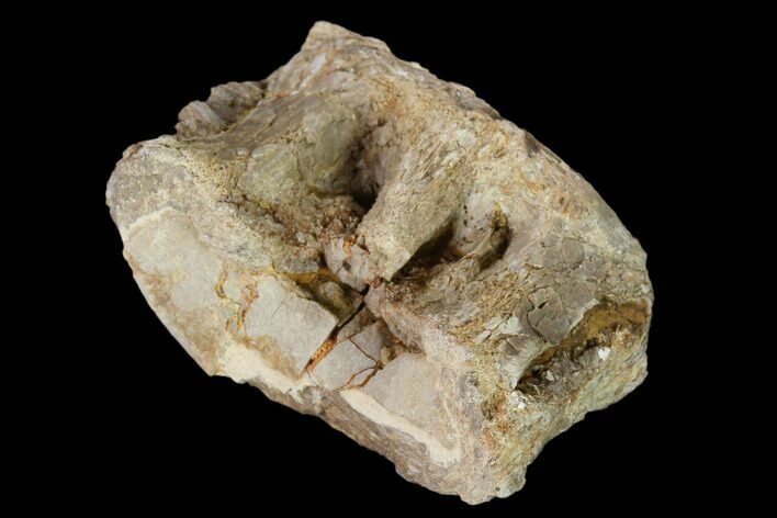 Fossil Xiphactinus (Cretaceous Fish) Vertebra - Kansas #139291